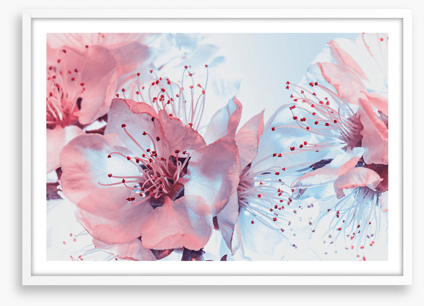 Blossoming blues