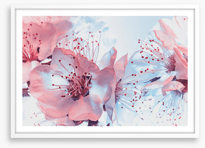 Blossoming blues
