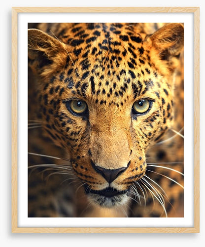 Leopard approach