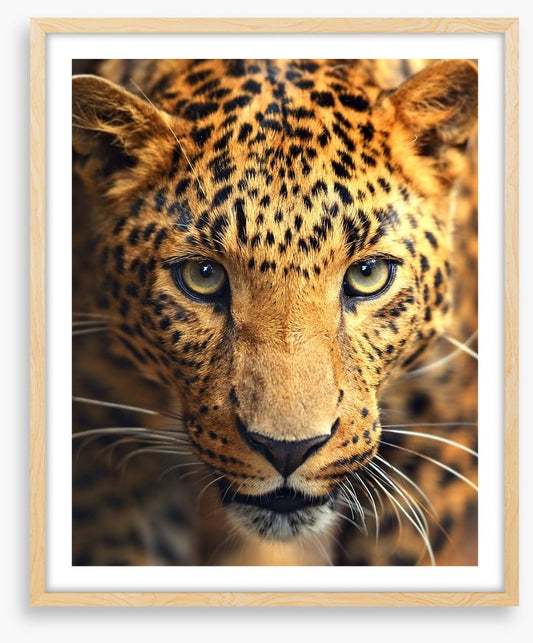Leopard approach