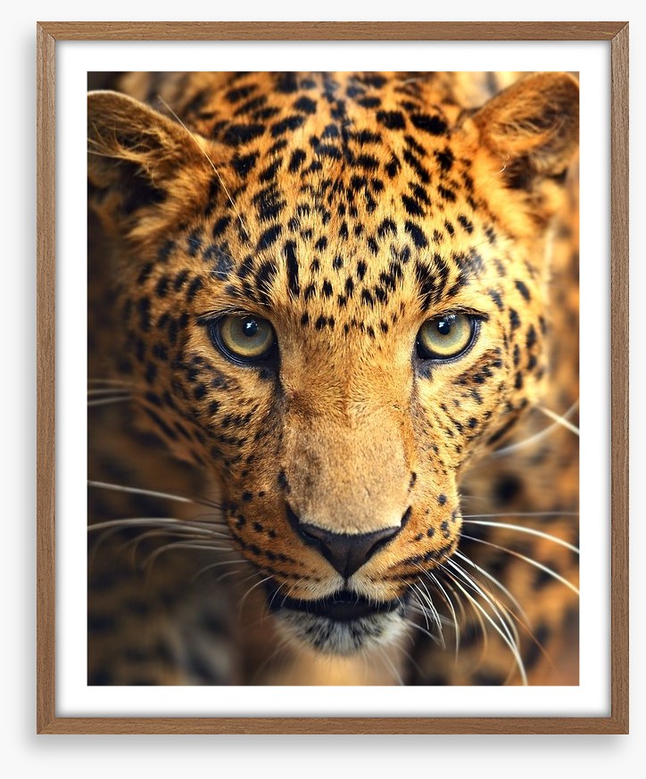 Leopard approach
