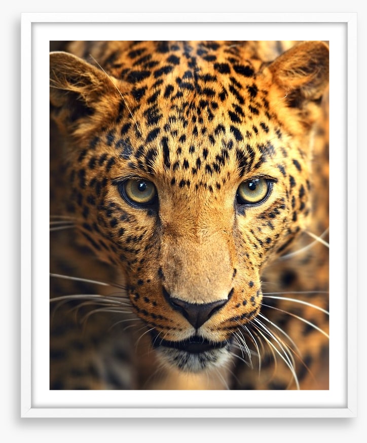 Leopard approach