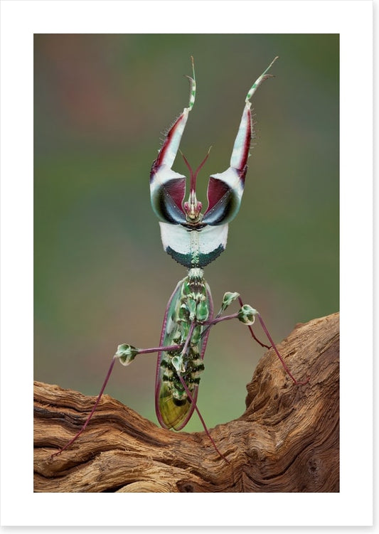 Insects
