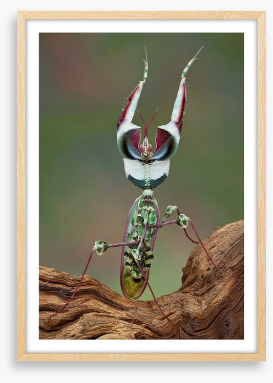 Insects