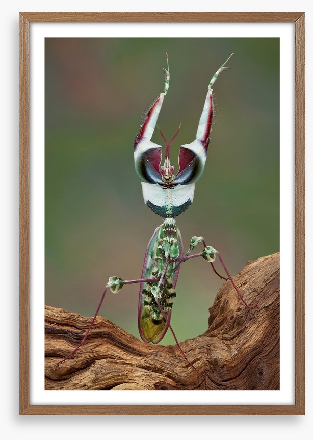 Insects