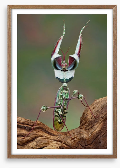 Insects