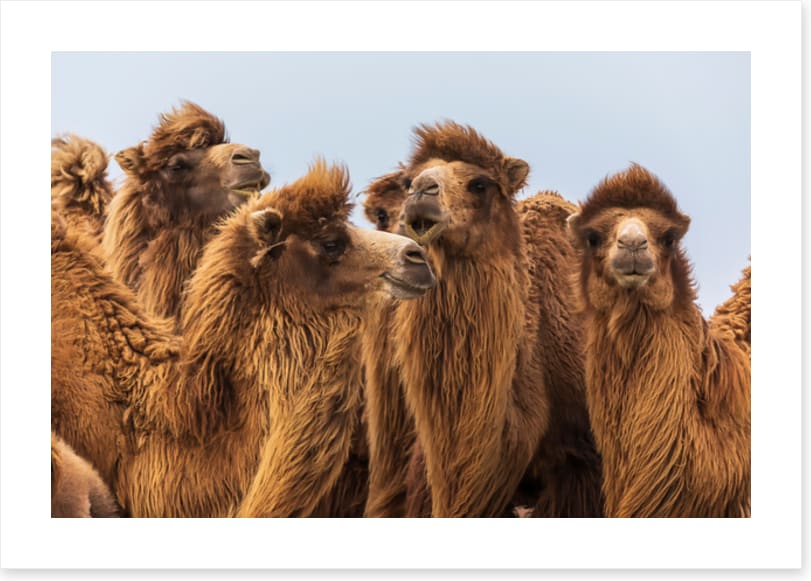The camel crowd