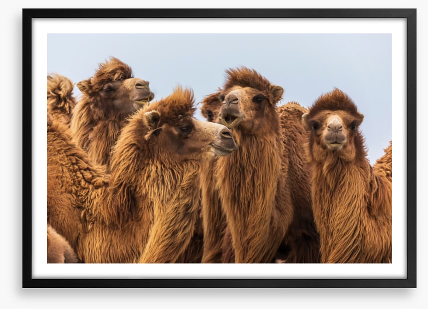 The camel crowd
