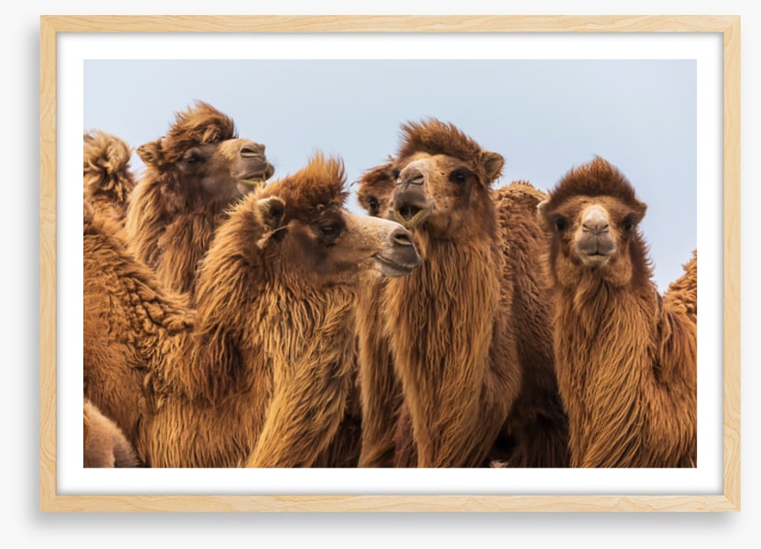 The camel crowd