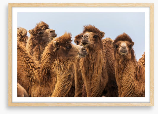 The camel crowd