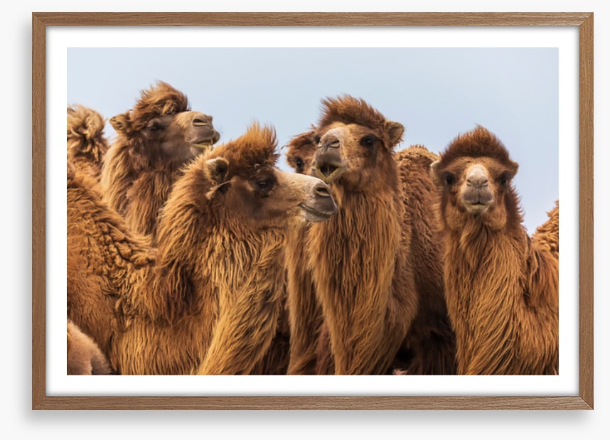 The camel crowd