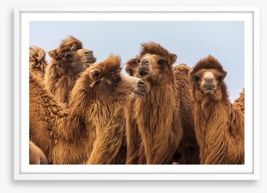 The camel crowd