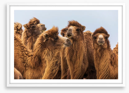 The camel crowd