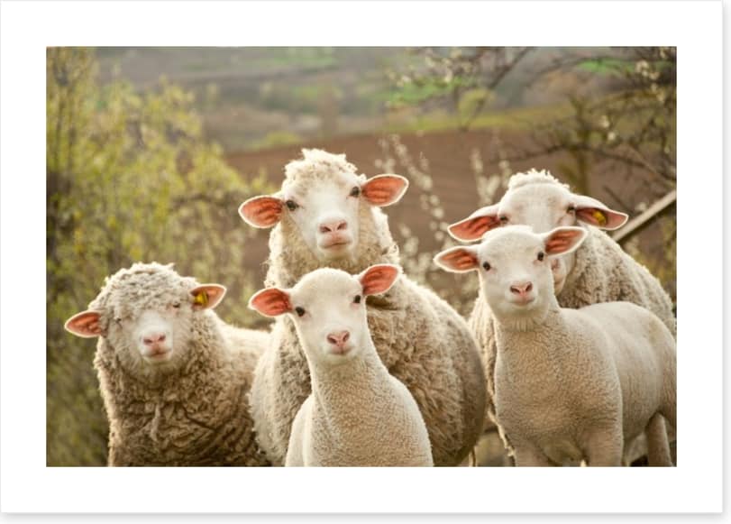 Inquisitive lambs