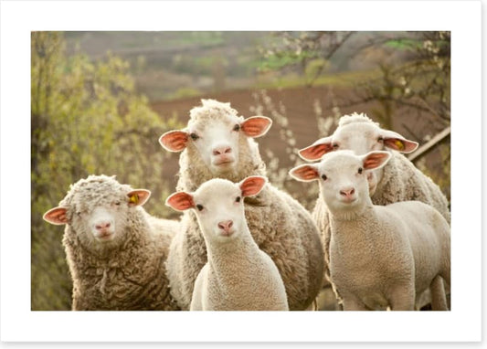 Inquisitive lambs