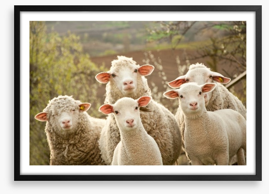 Inquisitive lambs