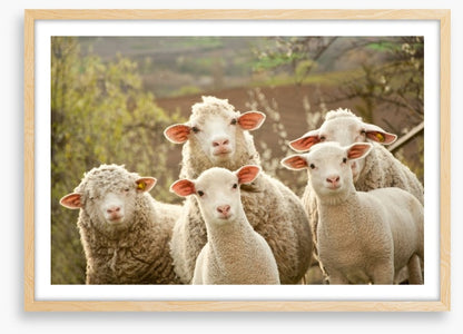 Inquisitive lambs
