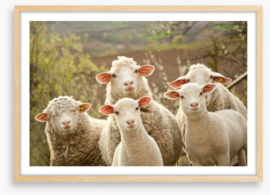 Inquisitive lambs
