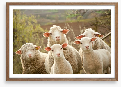 Inquisitive lambs