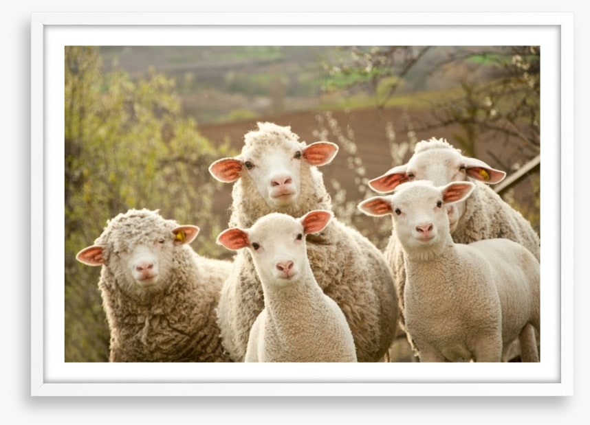 Inquisitive lambs