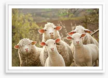 Inquisitive lambs
