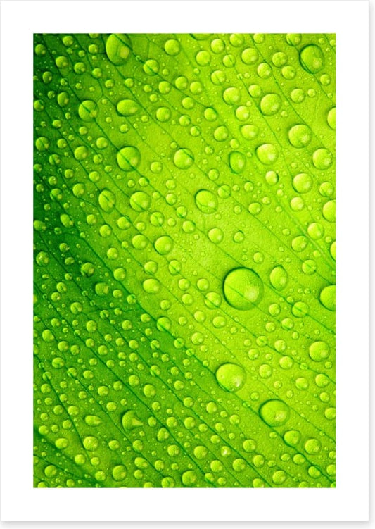 Green leaf drops
