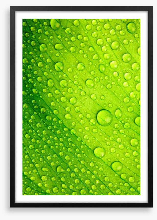 Green leaf drops