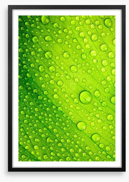 Green leaf drops