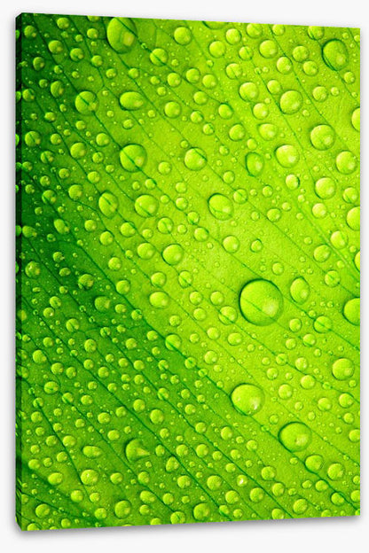 Green leaf drops