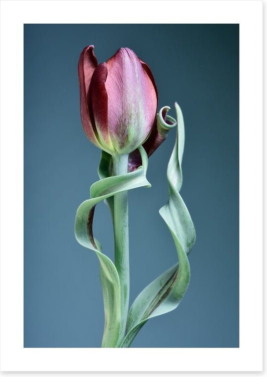 Tulip twist