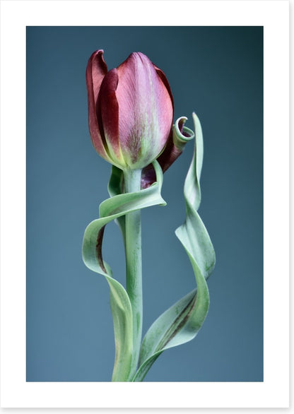 Tulip twist