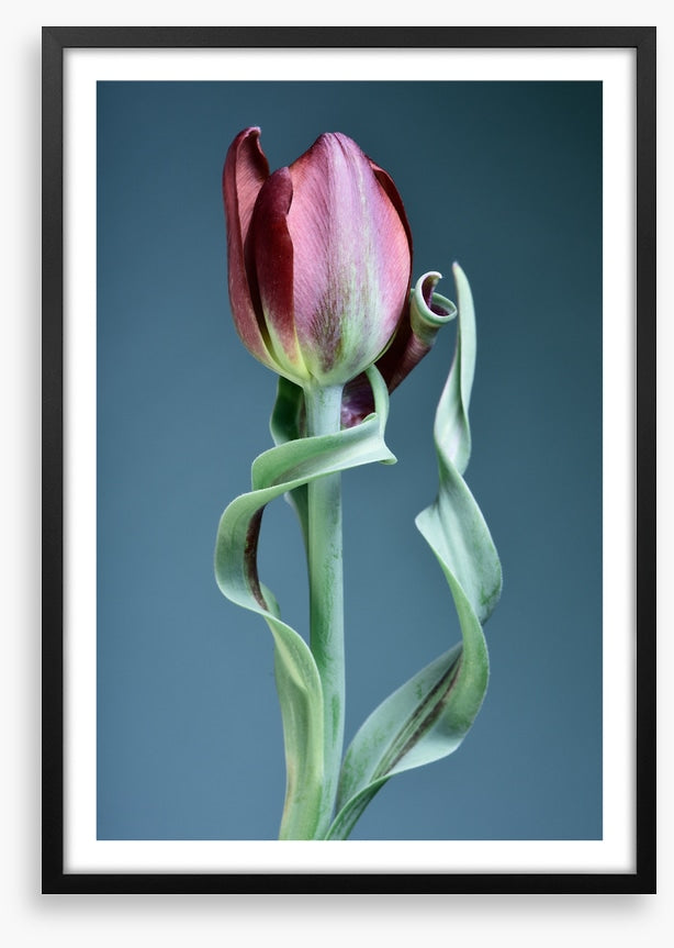 Tulip twist