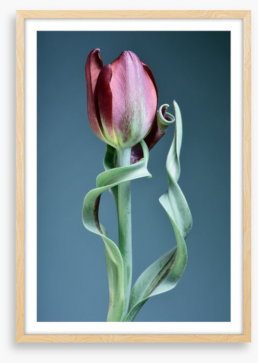 Tulip twist