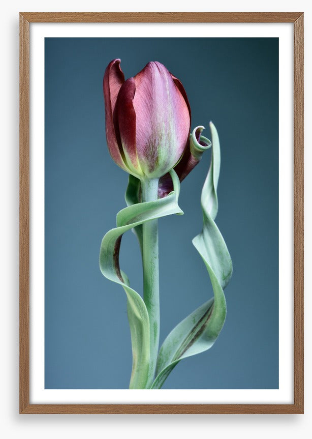 Tulip twist