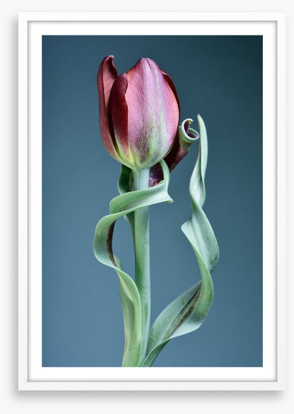 Tulip twist
