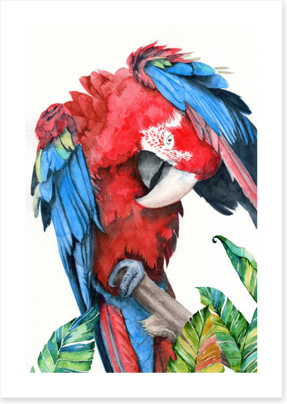 Preening parrot