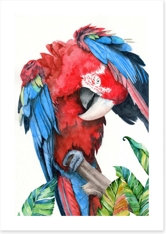 Preening parrot