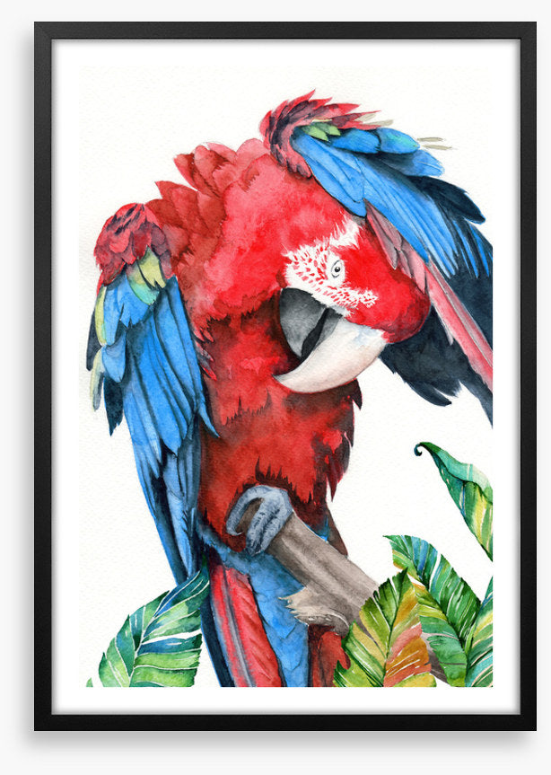 Preening parrot