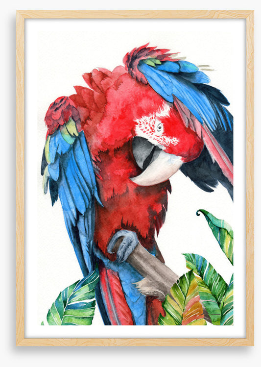 Preening parrot
