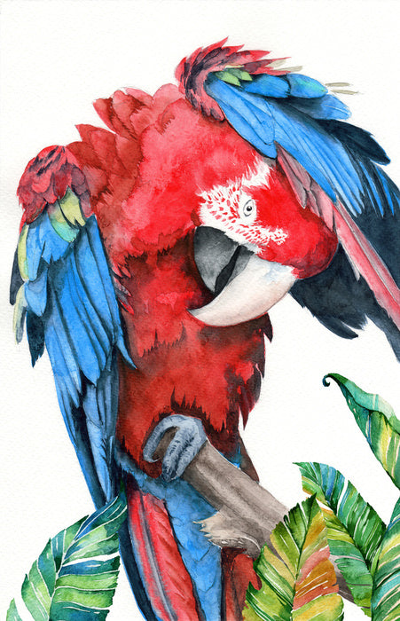 Preening parrot