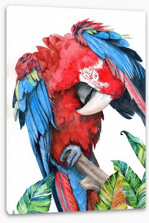 Preening parrot