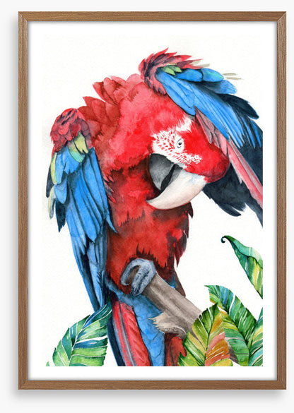 Preening parrot