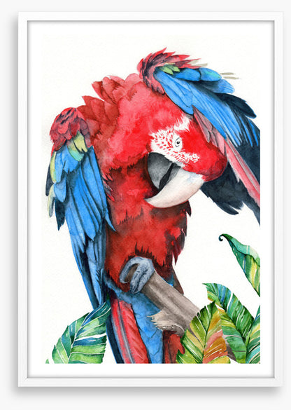 Preening parrot