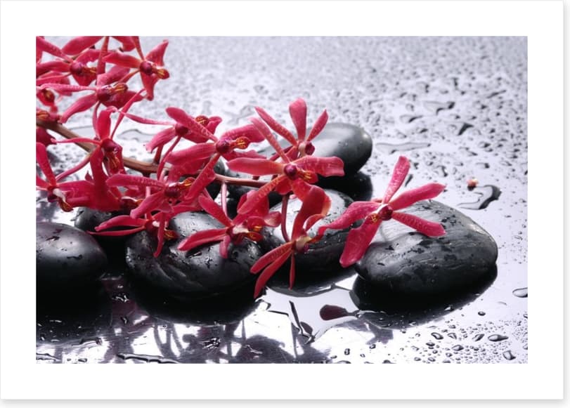 Blossoming zen