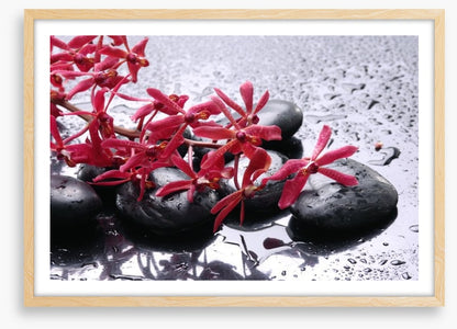 Blossoming zen