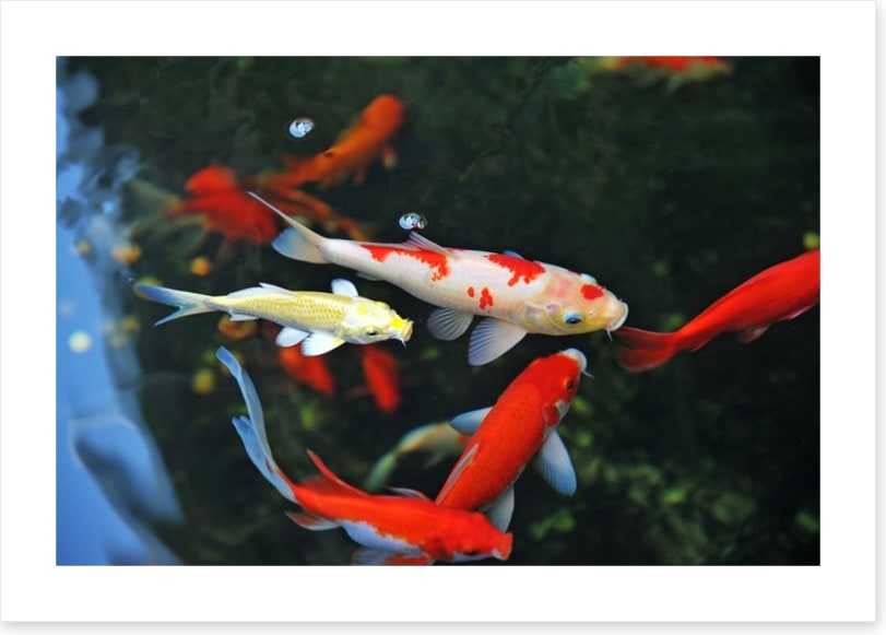 Koi swimming