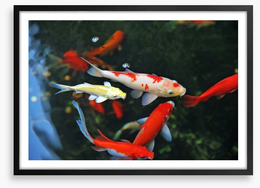 Koi swimming
