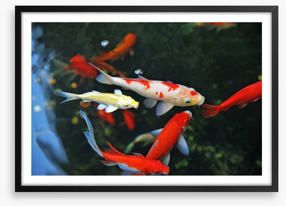 Koi swimming