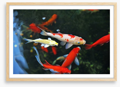 Koi swimming