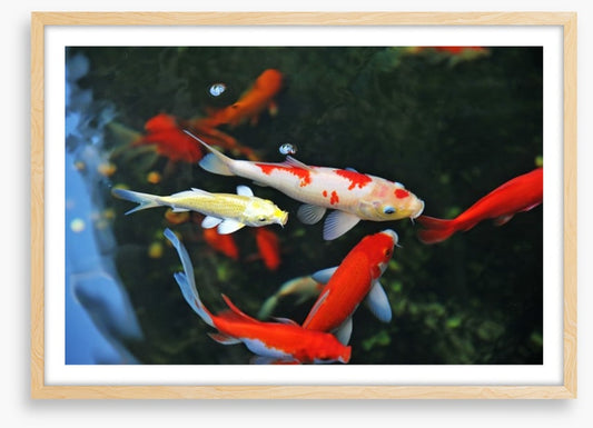 Koi swimming
